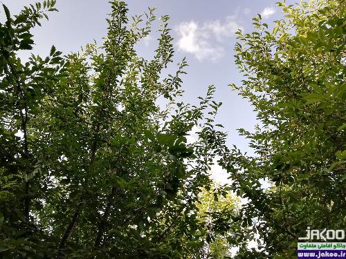 اجاره روزانه باغ مبله در شهر خمین، استان مرکزی